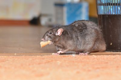 Common Rodent Problems Found In Commercial Properties