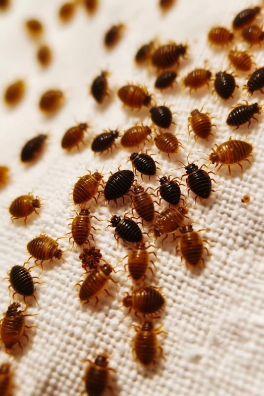 Bed Bug Clusters