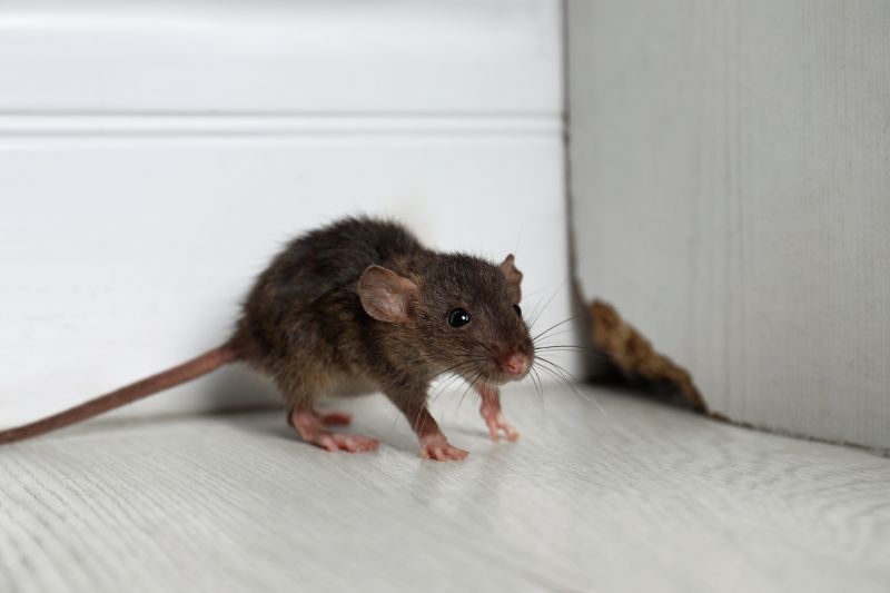 How Mice, Rats, And Rodents Damage Homes And Businesses