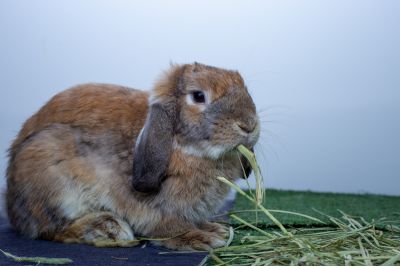 Humane Rabbit Removal Methods