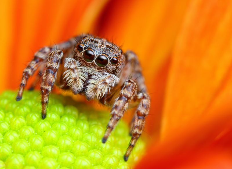 Mouse Spider Extermination in Mckinney, TX