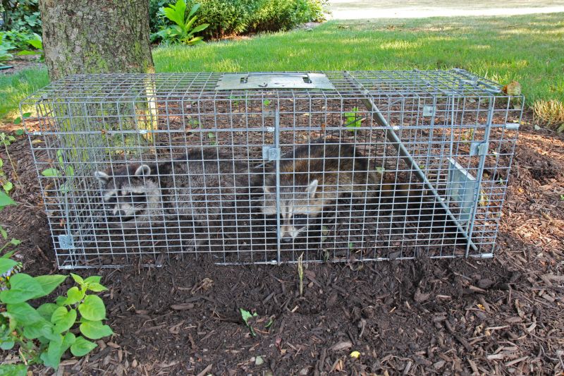 Wildlife Removal Specialists