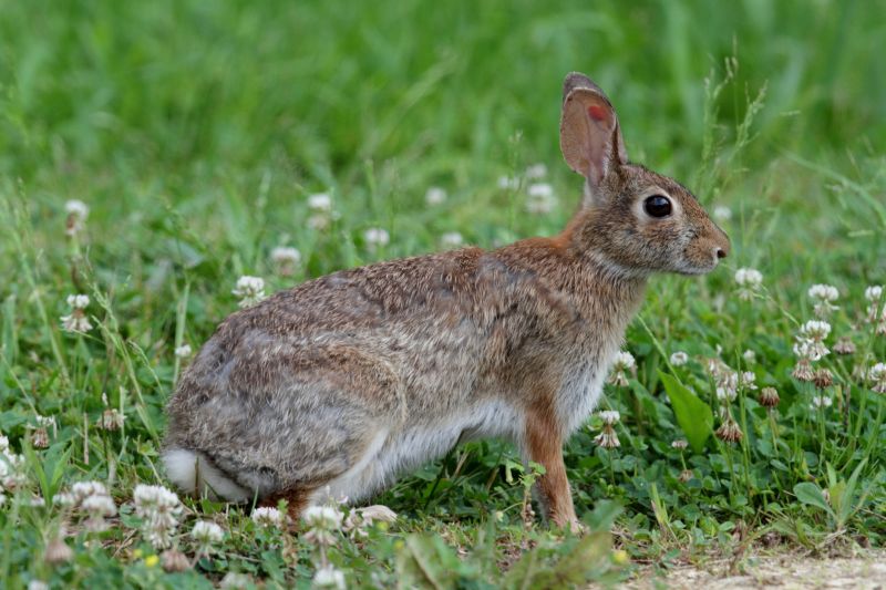 Rabbit Control Service