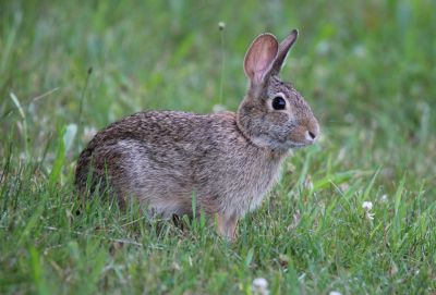 Protection of Agriculture