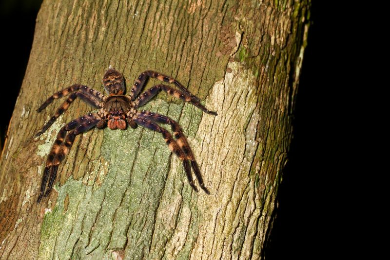 Hobo Spider Extermination in Mckinney, TX